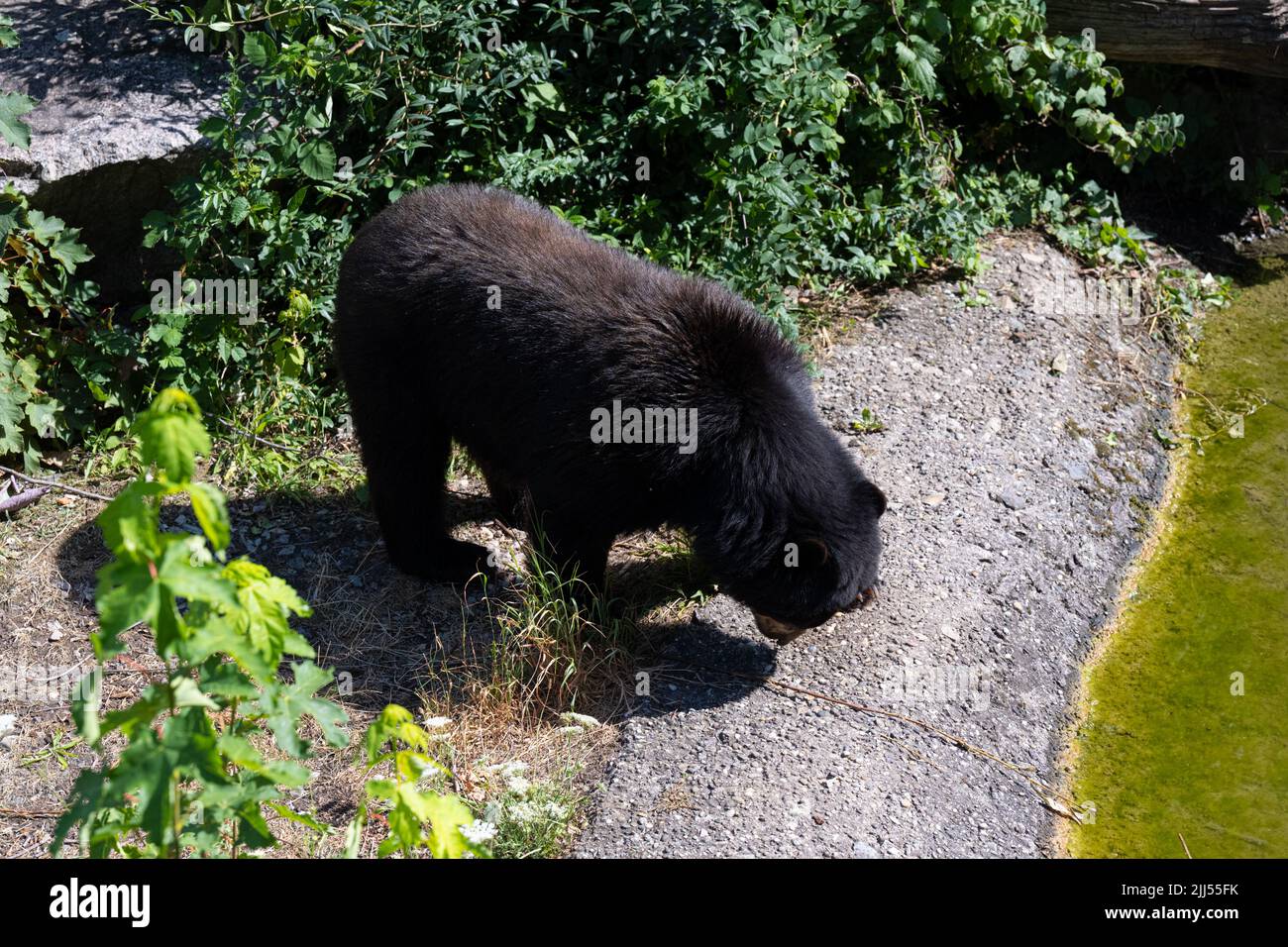 Orsetto (Tremarctos ornatus), orso andino Foto Stock