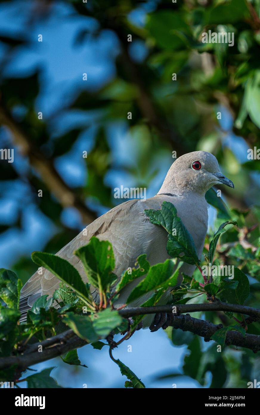 Un Collard dove Eurasiano (Streptopelia decaotto) sedeva in un albero in una serata estiva - nel Lincolnshire, Regno Unito Foto Stock