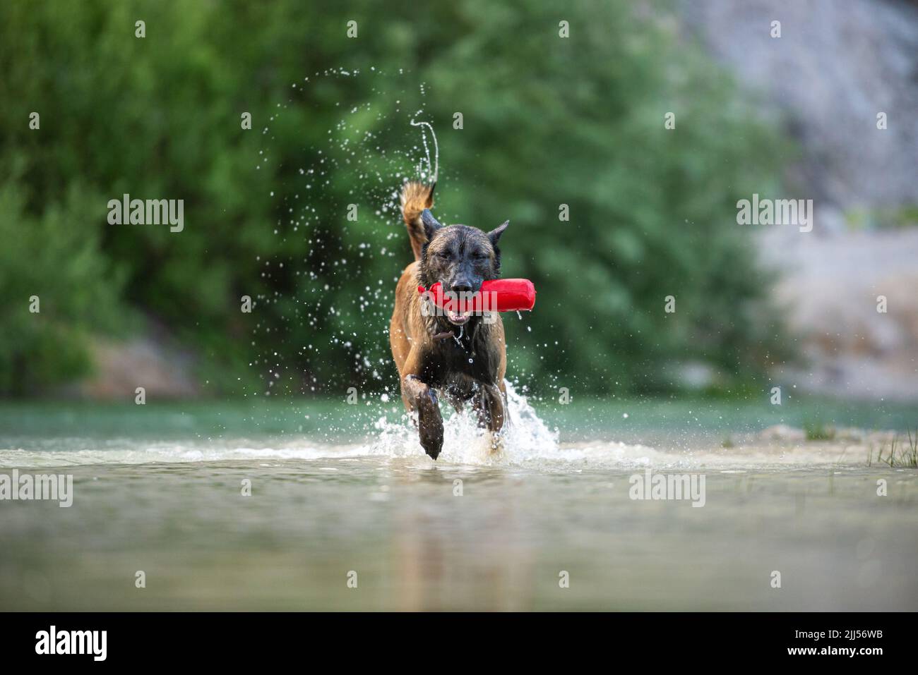 Bel cane pastore malinois maschio purredi belga che corre nell'acqua del lago con un giocattolo rosso in bocca. Foto Stock