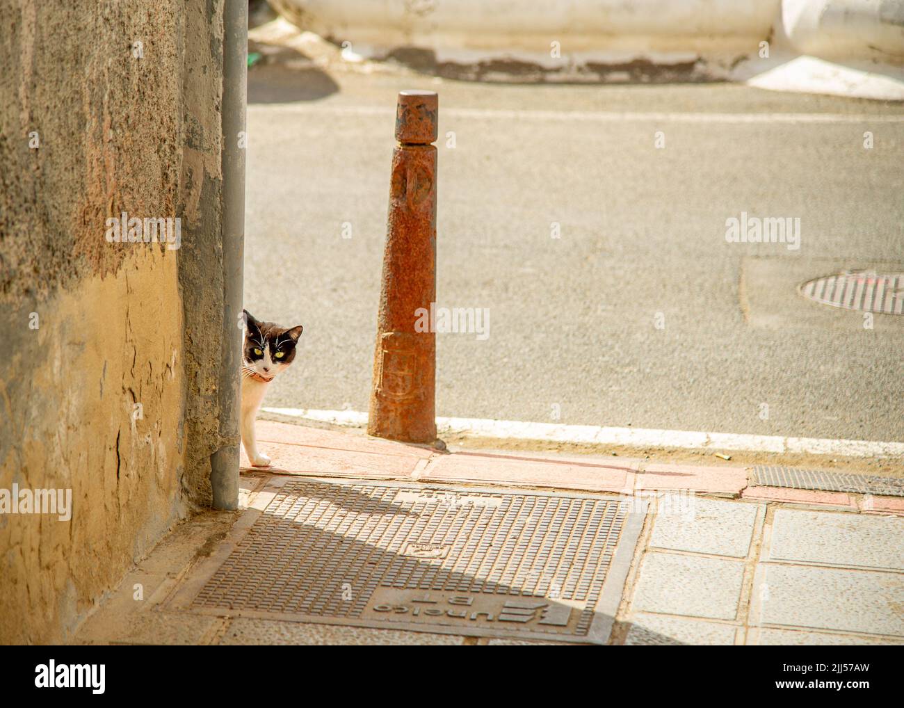 Gatto guardando dietro l'angolo sulle strette stradine di Ojos de Garza sull'isola delle Canarie Foto Stock