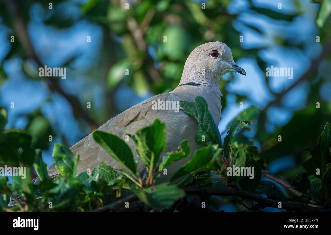 Un Collard dove Eurasiano (Streptopelia decaotto) sedeva in un albero in una serata estiva - nel Lincolnshire, Regno Unito Foto Stock