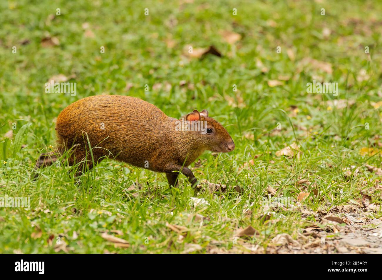 America centrale (agouti Dasyprocta punctata) Foto Stock