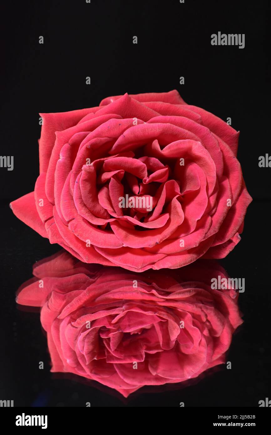 Una rosa rossa e il suo riflesso su sfondo nero. Foto Stock