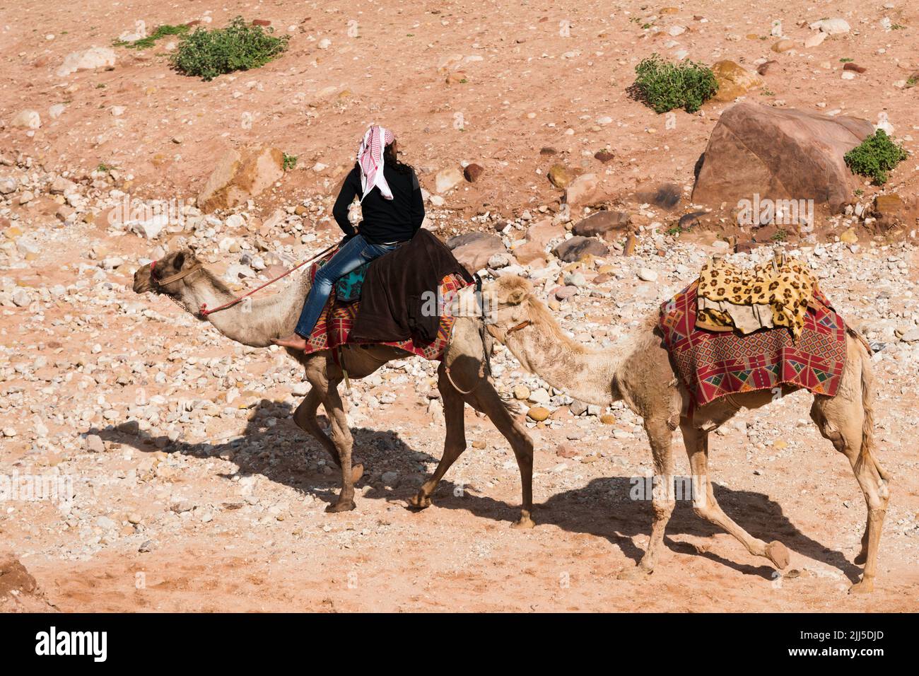Uomo locale a cammello nell'antica città di Petra, Giordania. I cammelli servivano da trasporto esotico per i turisti che visitavano questo sito patrimonio dell'umanità dell'UNESCO Foto Stock