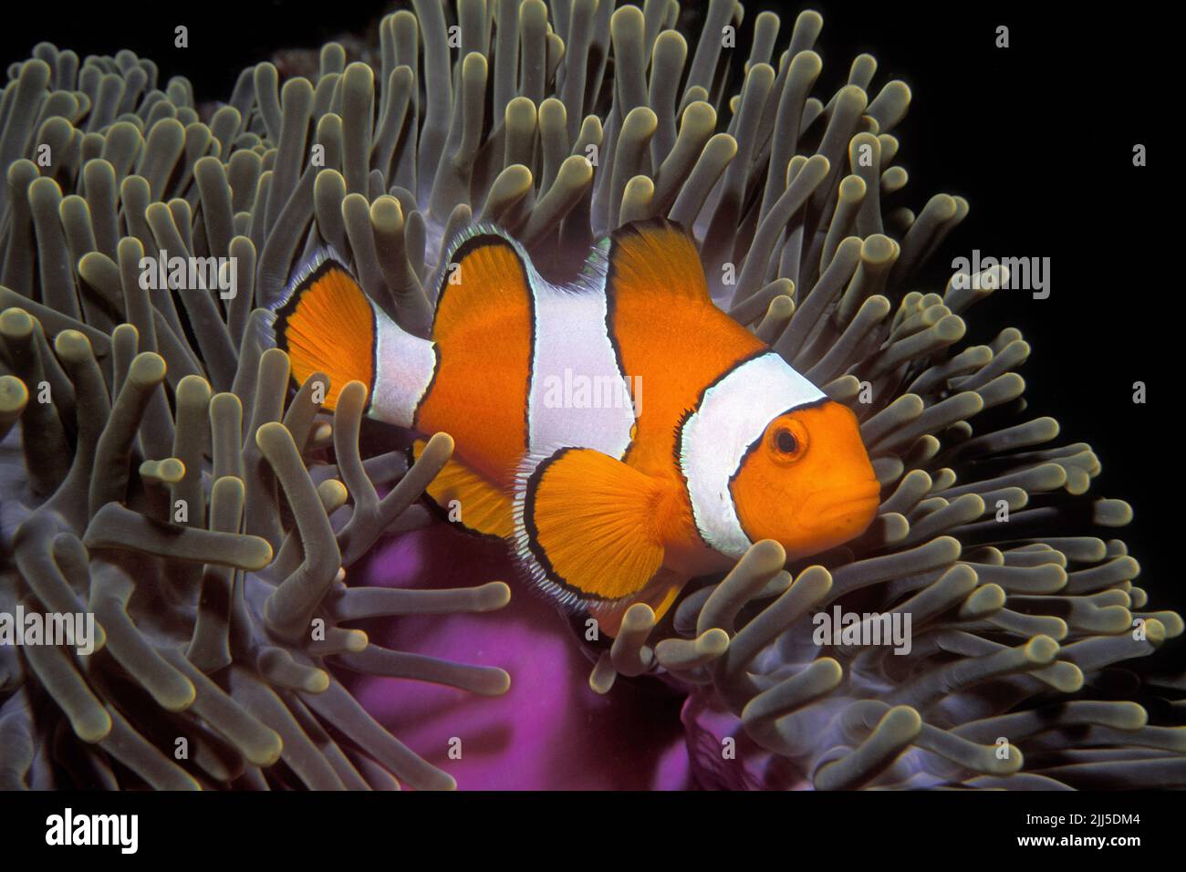 Falso pesce pagliaccio percula (Amphiprion ocellaris), vive in simbiosi con anemoni marini, Isole Similan, Parco Nazionale Marino, Thailandia, Mare delle Andamane Foto Stock