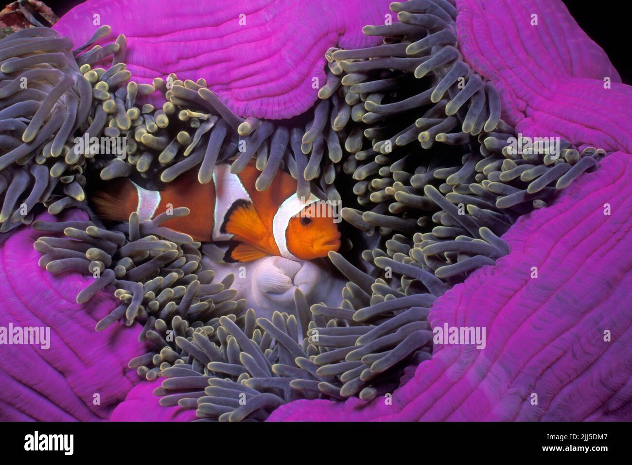 Falso pesce pagliaccio percula (Amphiprion ocellaris), vive in simbiosi con anemoni marini, Isole Similan, Parco Nazionale Marino, Thailandia, Mare delle Andamane Foto Stock