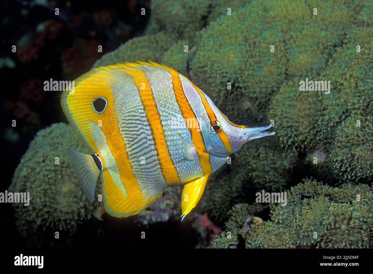 Pesce farfalla color rame o pesce corallo becco (Chelmon rostratus), Indonesia, Irian Jaya, Oceano Pacifico Foto Stock
