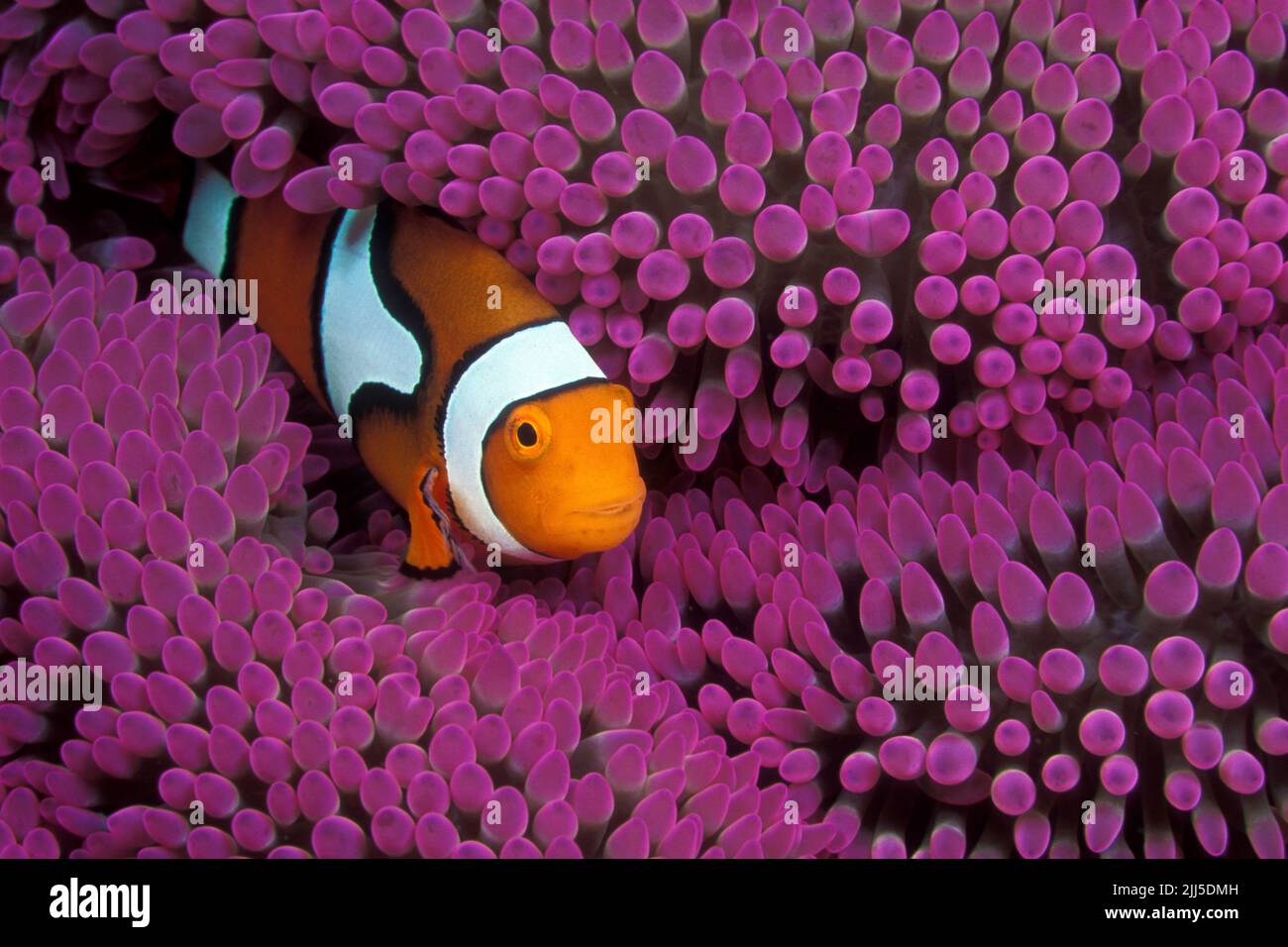 Il pesce pagliaccio di Percula (anfibprion percula), noto anche come pesce pagliaccio arancione, vive in simbiosi con anemoni marini, Thailandia, Mare delle Andamane, Asia Foto Stock