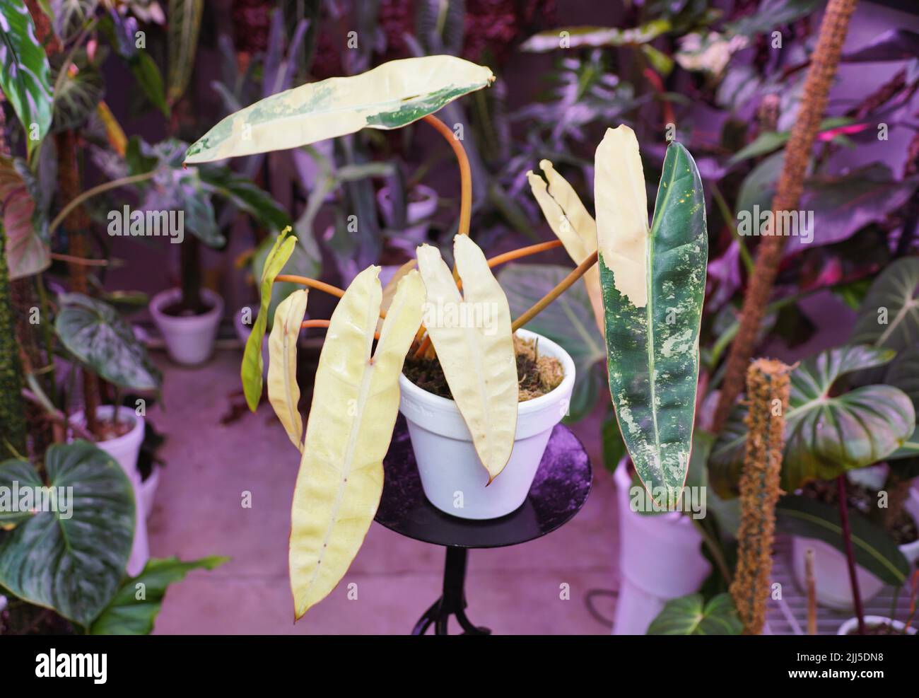 Bella crema e foglie verdi di Philodendron Billietiae variegata Foto Stock