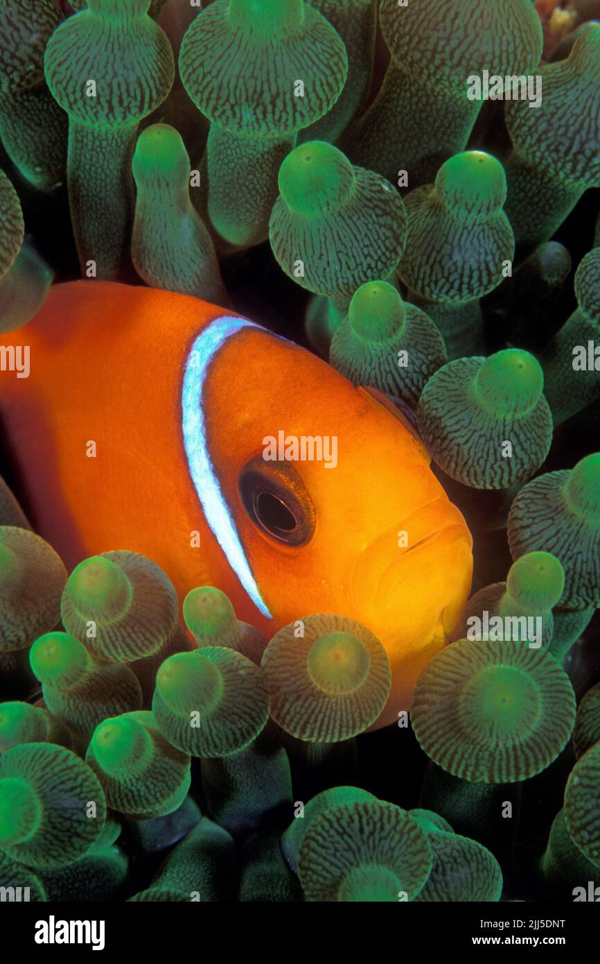 L'anemonefish del Redfin o anemonefish bridled (anemonefish del Amphiprion frenatus) vive in simbiose con anemones di Bubble (quadricolor di Entacmaea), Mare delle Andamane, Thailamd Foto Stock