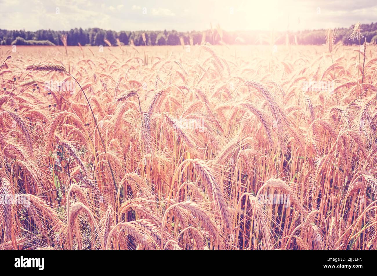 Ritagliare il campo contro il sole, fuoco selettivo, tonalità di colore applicate. Foto Stock