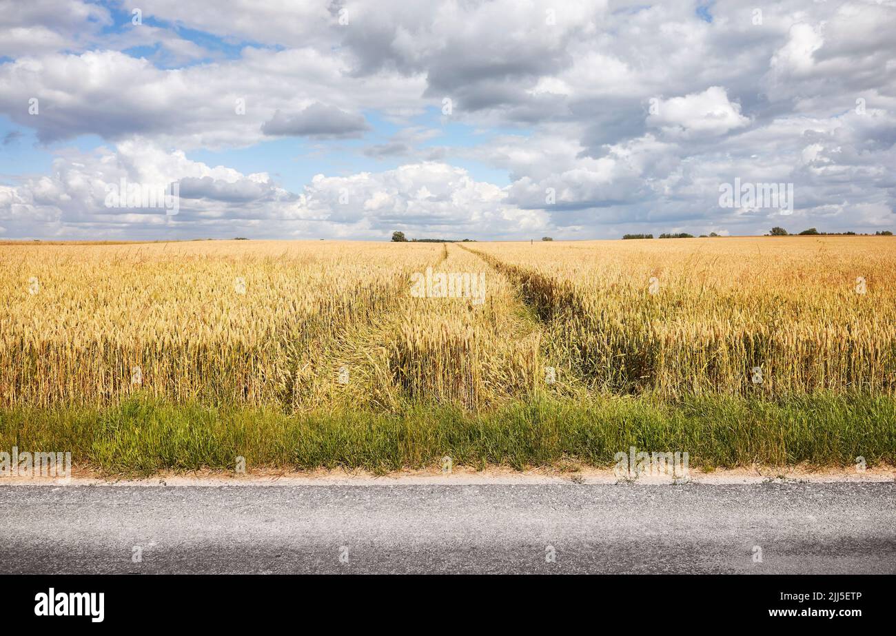 Coltivare il campo da una strada asfaltata di campagna con paesaggio panoramico. Foto Stock
