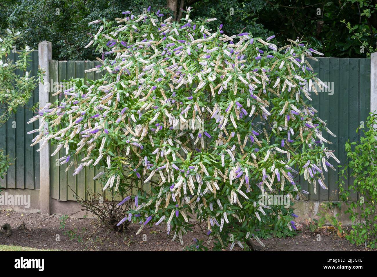 Una bellezza Veronica di mezza estate (o bellezza di mezza estate di hebe) un arbusto sempreverde con fiori viola e bianchi che fioriscono in luglio nel Worcestershire, Inghilterra Foto Stock