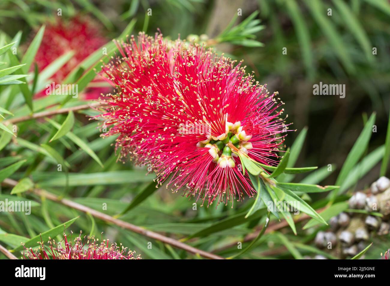 Primo piano su Callistemon Citrinus Splendens (Crimson Bottlebrush Splendens), un arbusto sempreverde estivo fiorito nel mese di luglio nel Worcestershire, Inghilterra Foto Stock Primo piano su Callistemon Citrinus Splendens (Crimson Bottlebrush Splendens), un arbusto sempreverde estivo fiorito nel mese di luglio nel Worcestershire, Inghilterra Foto Stock