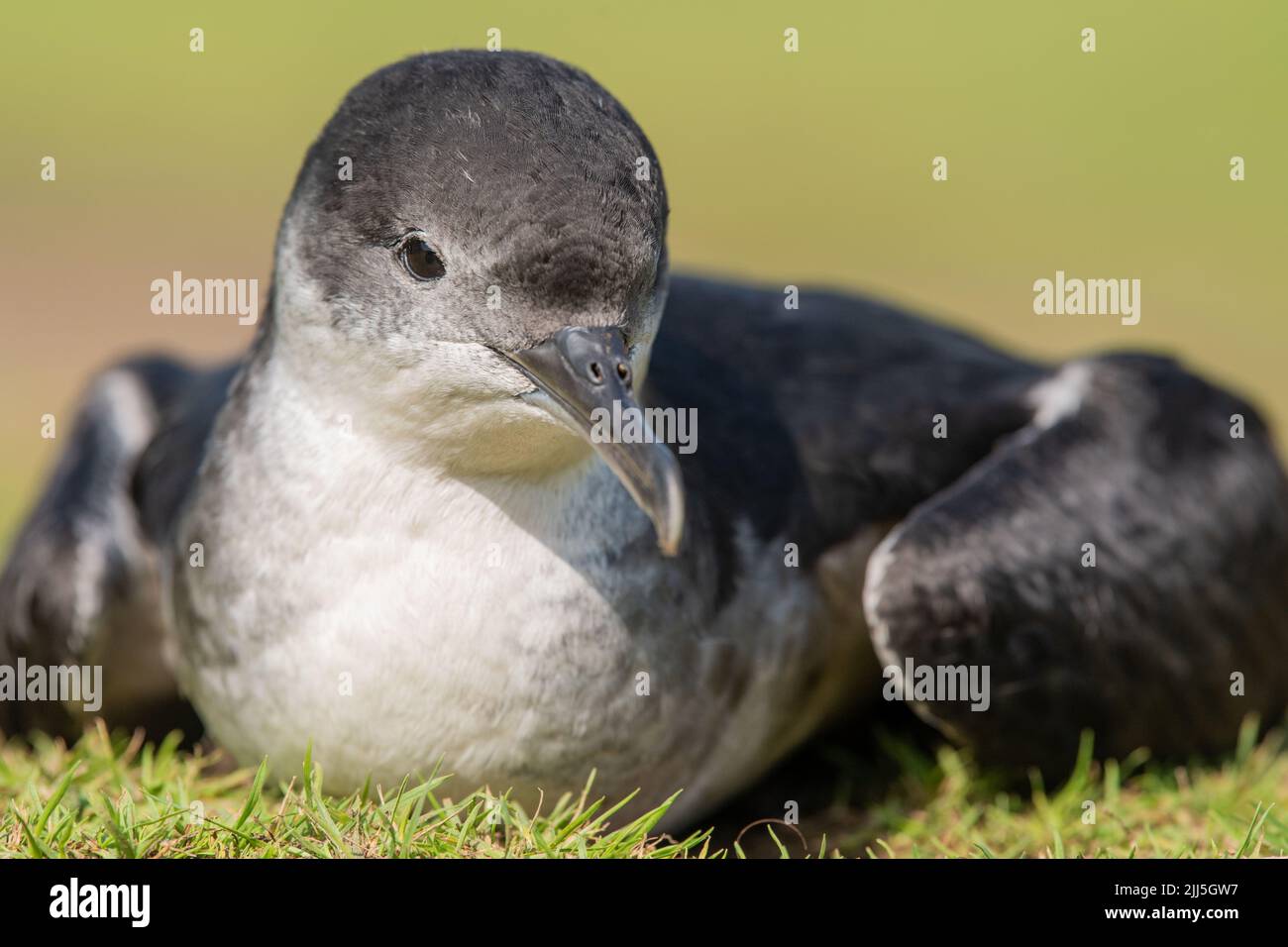 Manx Shearwater Chick su Skomer Island in aperto durante il giorno a causa dei forti venti sud-westherly che impediscono la migrazione. Foto Stock