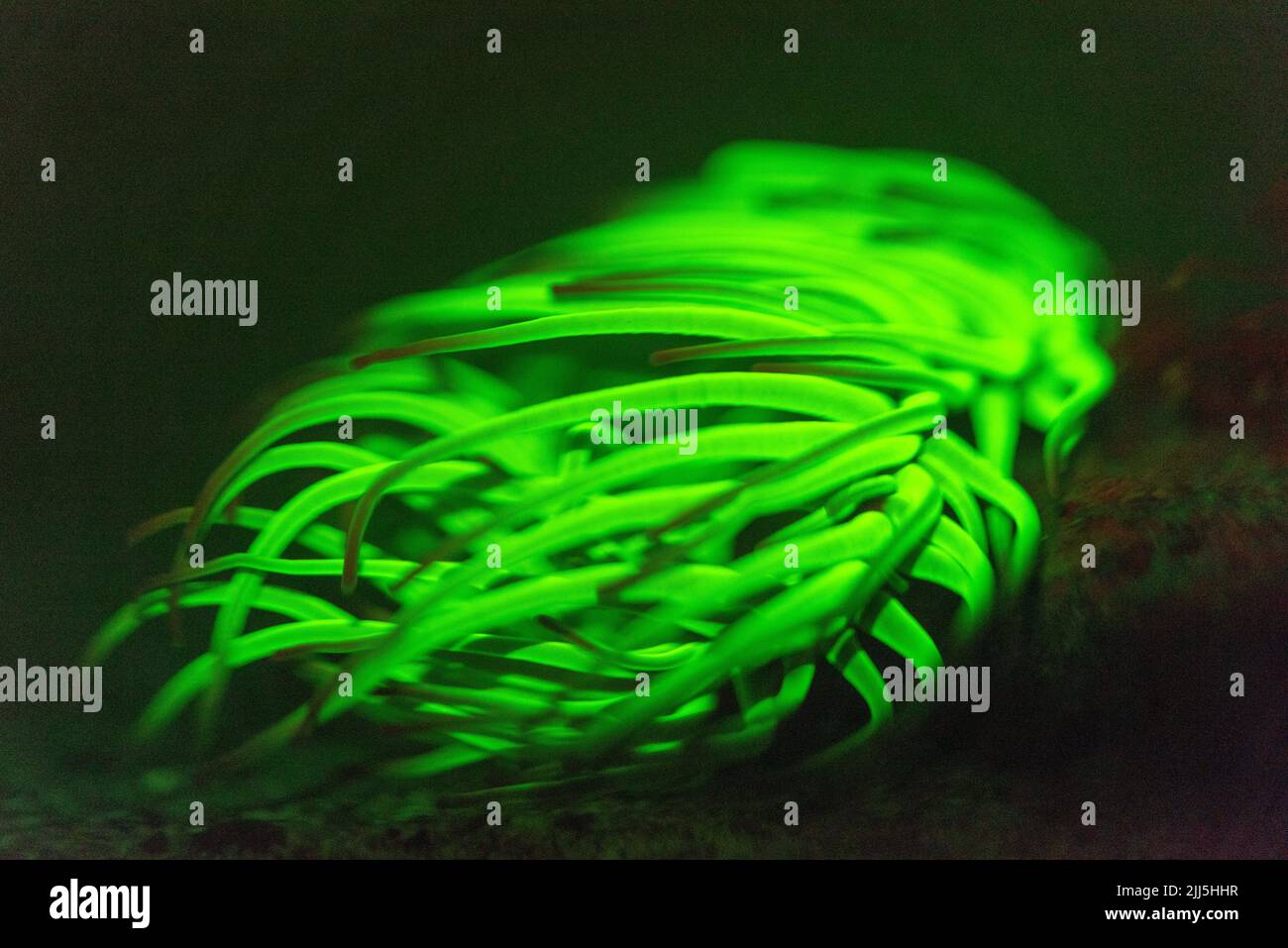 Snakelocks anemone fluorescing Foto Stock