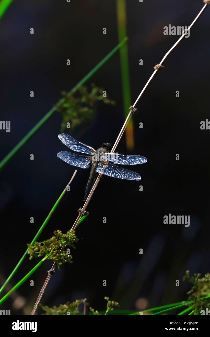 Dragonfly che si aggancera sul fusto della pianta di notte Foto Stock