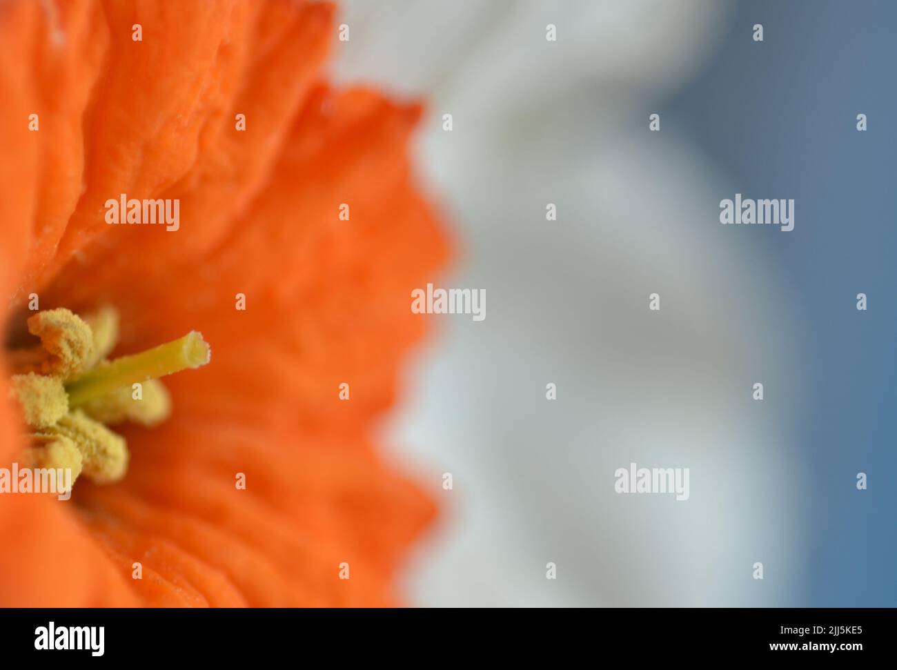 Immagine closeup di un fiore di narciso (Daffodil) con petali bianchi e centro arancione (corona). Sfondo sfocato che produce un aspetto impressionistico Foto Stock