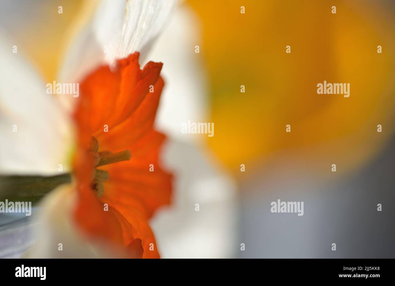Immagine closeup di un fiore di narciso (Daffodil) con petali bianchi e centro arancione (corona). Sfondo sfocato che produce un aspetto impressionistico Foto Stock