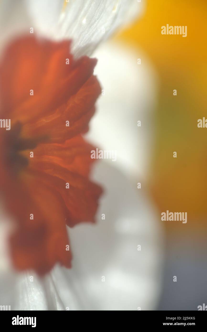 Immagine closeup di un fiore di narciso (Daffodil) con petali bianchi e centro arancione (corona). Sfondo sfocato che produce un aspetto impressionistico Foto Stock