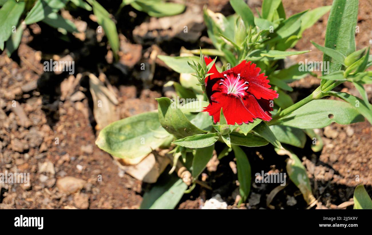 Bei fiori di colore rosso di Dianthus barbatus anche noto come Sweet William, Bearded rosa, London Tufts, Bloomy Down ecc con sfondo naturale. Foto Stock