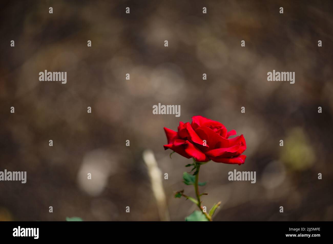 Una rosa rossa brillante su sfondo sfocato Foto Stock