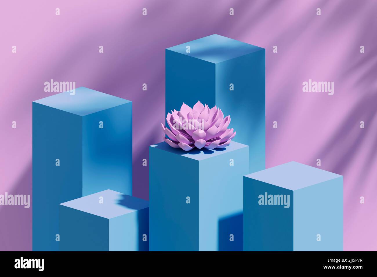 Foto studio di piedistallo blu e pianta succulenta di colore rosa singolo Foto Stock