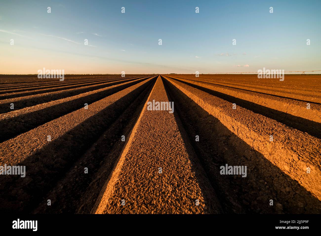 File di seminativi terra agricola sotto il cielo blu Foto Stock