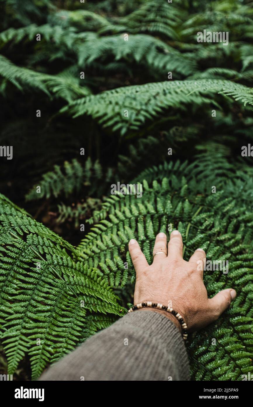 Mano d'uomo che tocca foglie verdi fresche Foto Stock