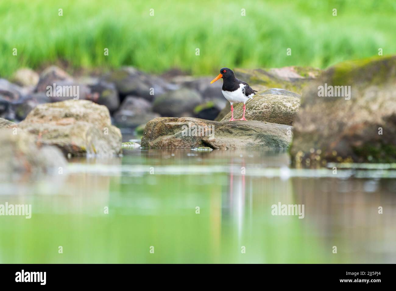 Ostercatcher eurasiatico (Haematopus ostralegus) in piedi sulla roccia costiera Foto Stock
