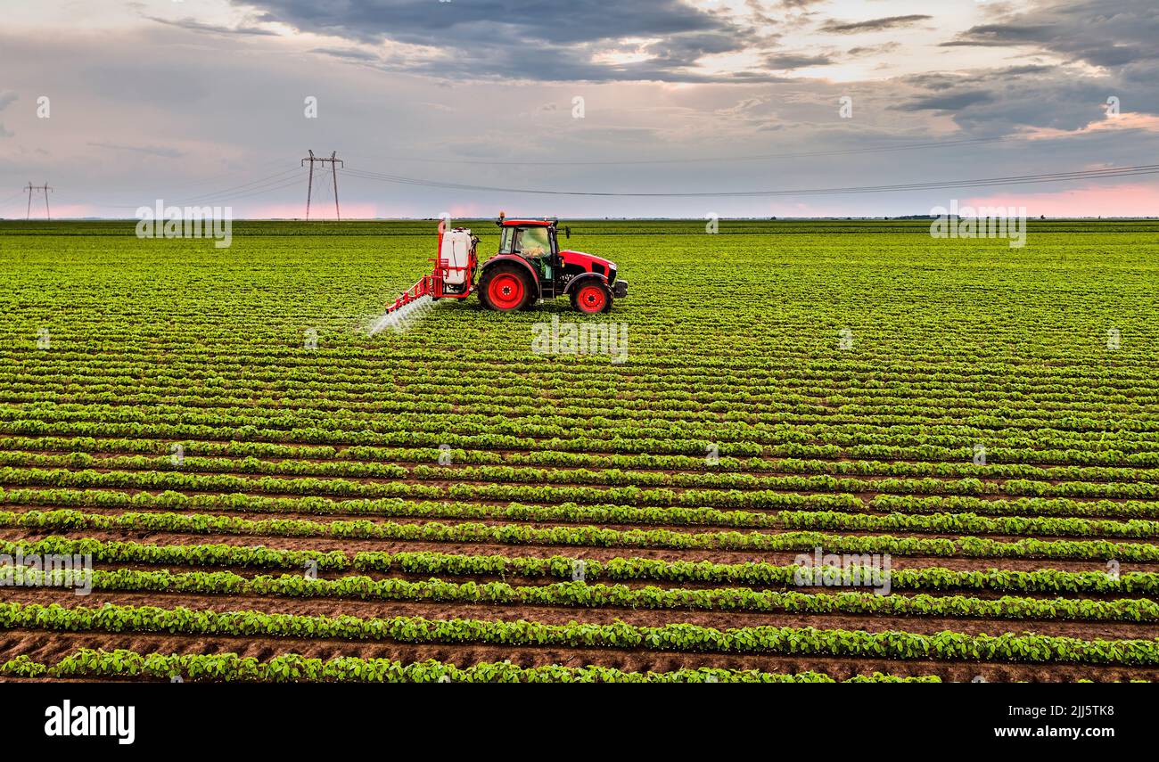 Trattore che spruzza pesticidi su colture di soia al tramonto Foto Stock