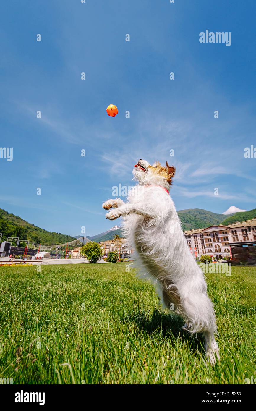 Jack Russell Terrier gioca con la palla nel parco Foto Stock