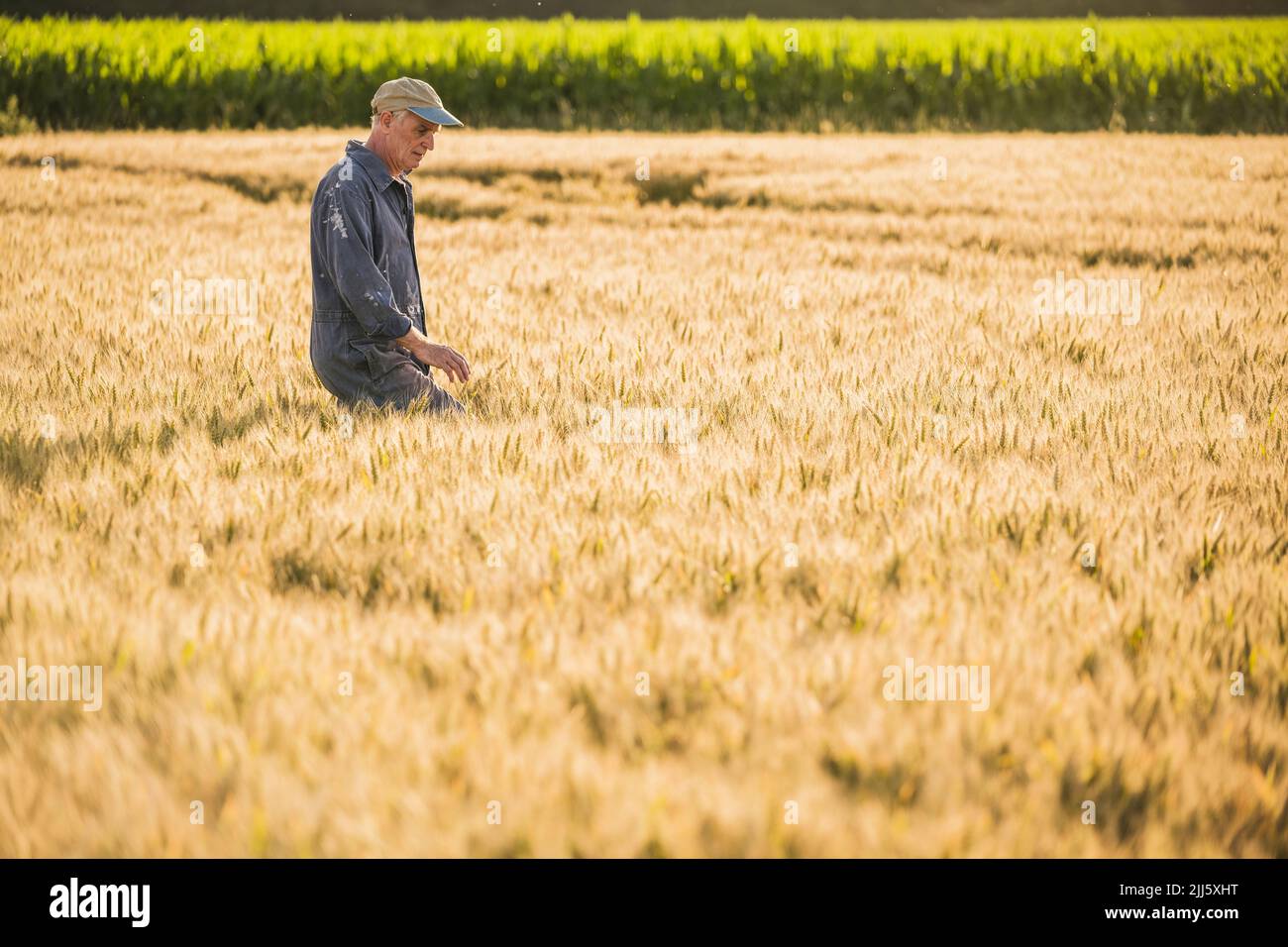 Agricoltore che indossa il cappello che cammina in campo di grano Foto Stock