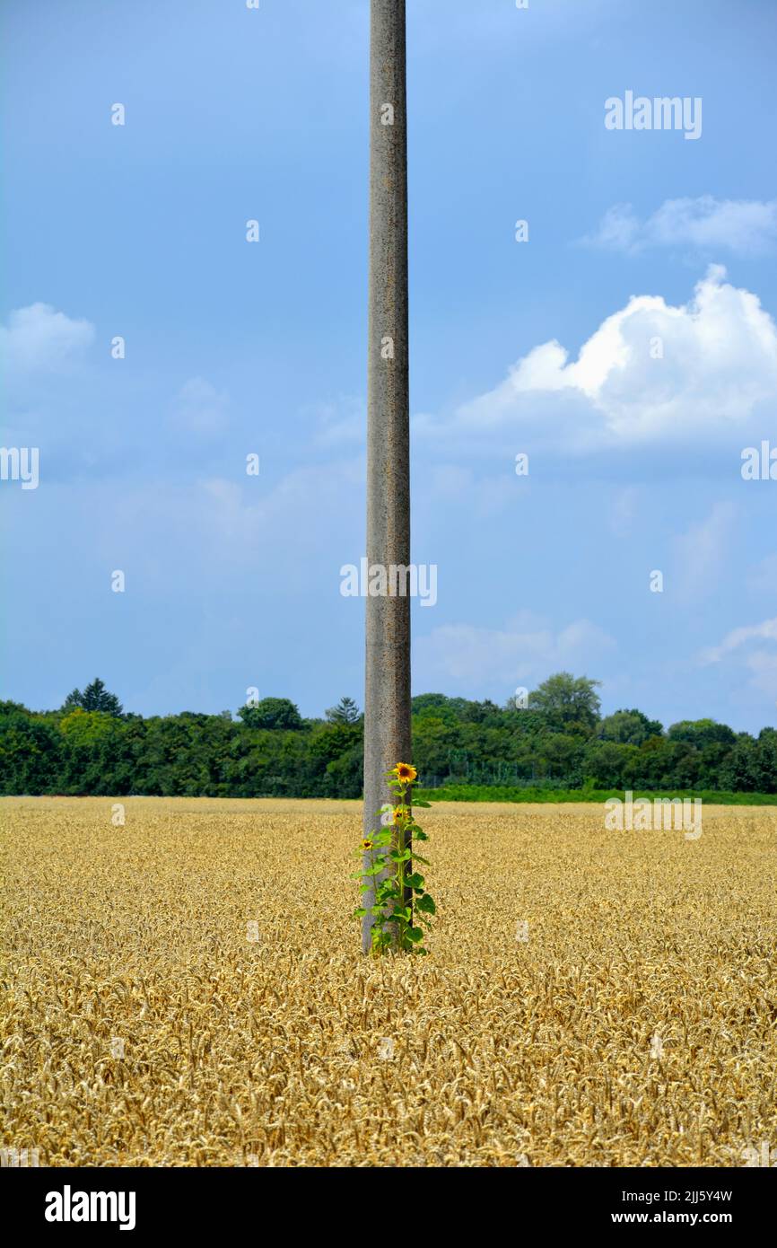 Palo del telefono in piedi nel mezzo di campo vasto in estate Foto Stock