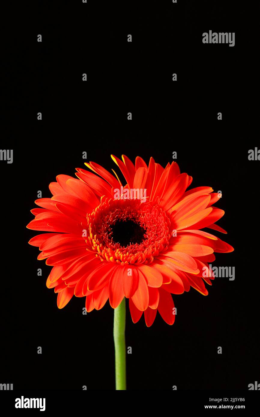 Foto studio di fiore rosso Gerbera Foto Stock