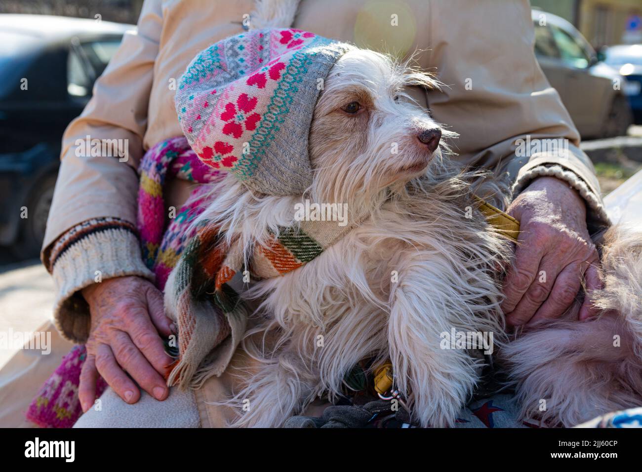 Un vecchio cane da circo scosceso in un cappello e sciarpa siede sulla strada in un giorno d'inverno di mezzanotte accanto alla sua padrona. Foto Stock