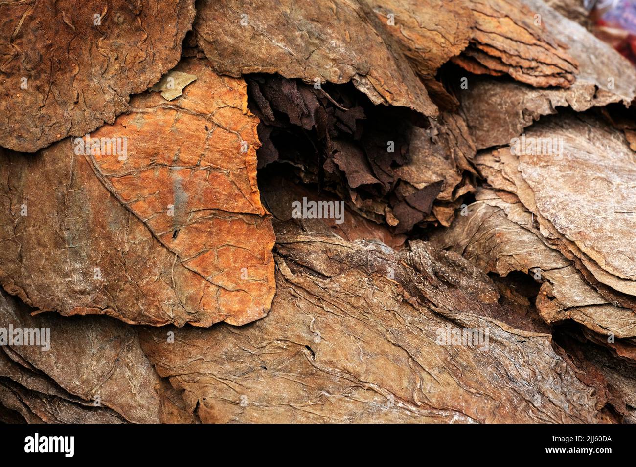 Foglie di tabacco essiccate come sfondo, primo piano, foglia grande di tabacco di alta qualità, fuoco secettivo. Foto Stock