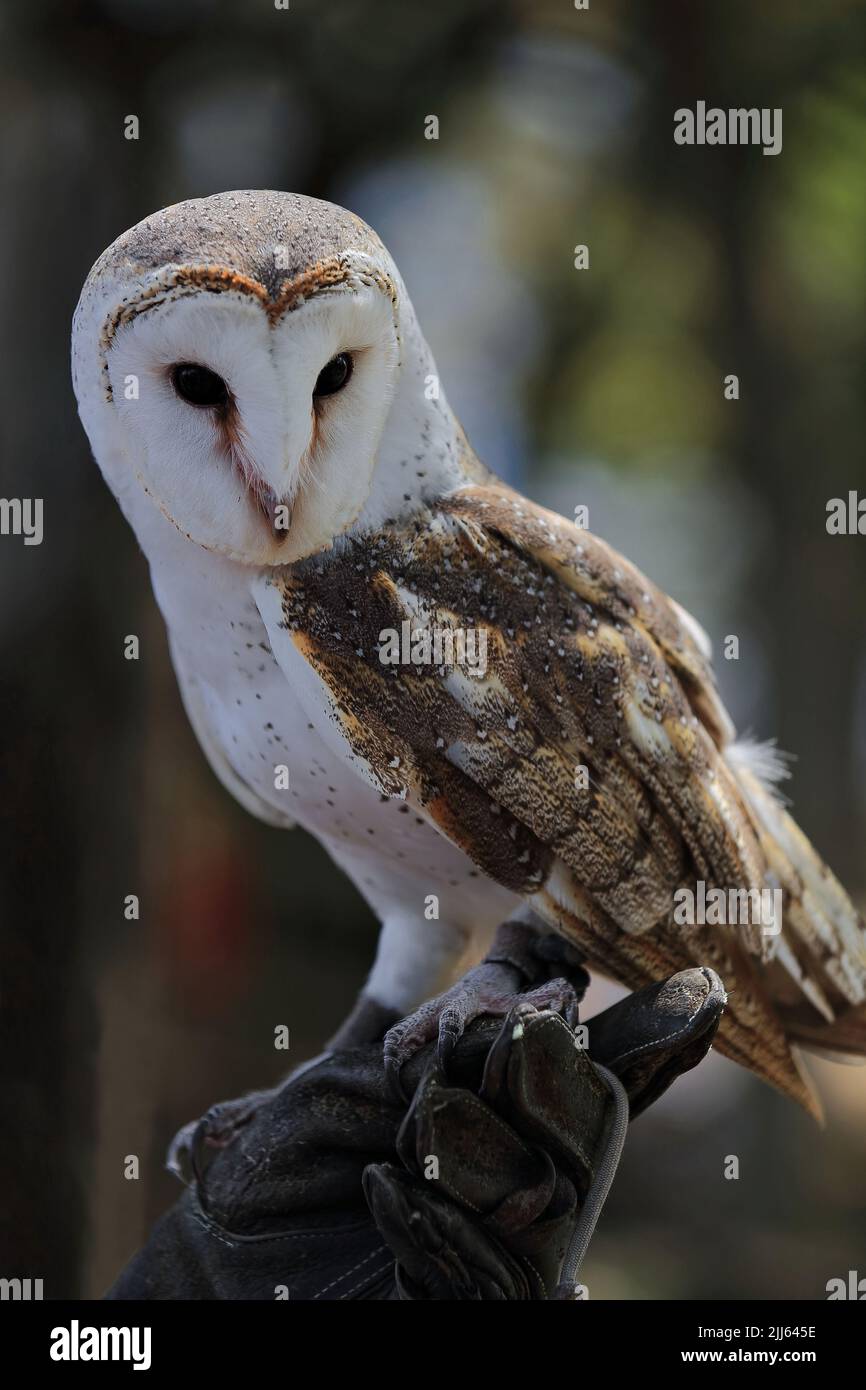 082 il granaio, la specie di gufo più diffusa al mondo. Brisbane, Australia. Foto Stock