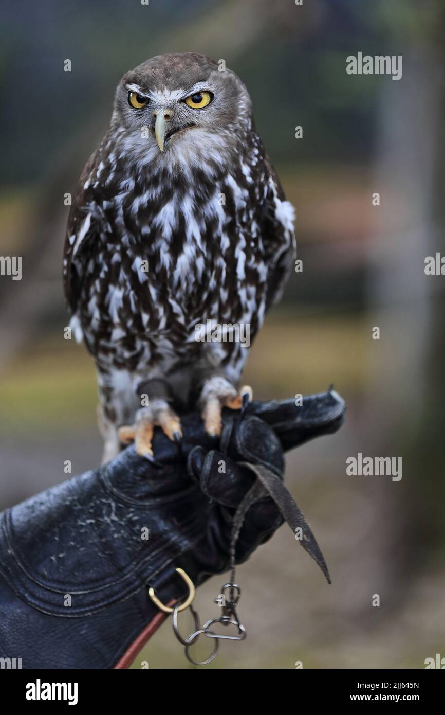 Il gufo di abbaiare -Ninnox connivens- o gufo di vaiolatura è una specie di uccelli australiani notturni, di medie dimensioni, marrone scuro, chiama che vanno dal rumore di un cane abbaiare Foto Stock