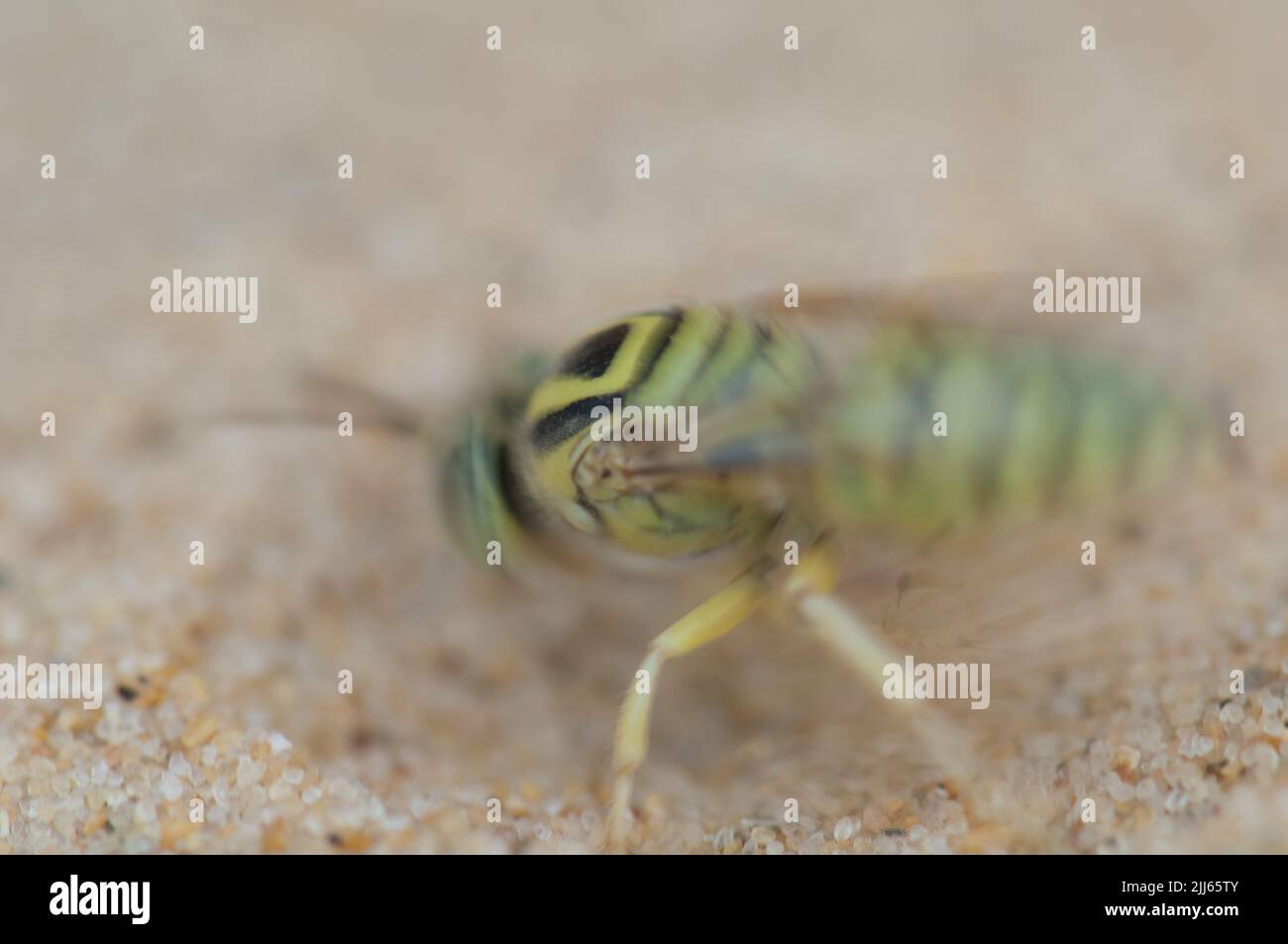 Sabbia vespa Bembix sp. Scavando un buco per costruzione nido. Pictur Blur per suggerire il movimento. Riserva naturale di Popenguine. Thi. Senegal. Foto Stock