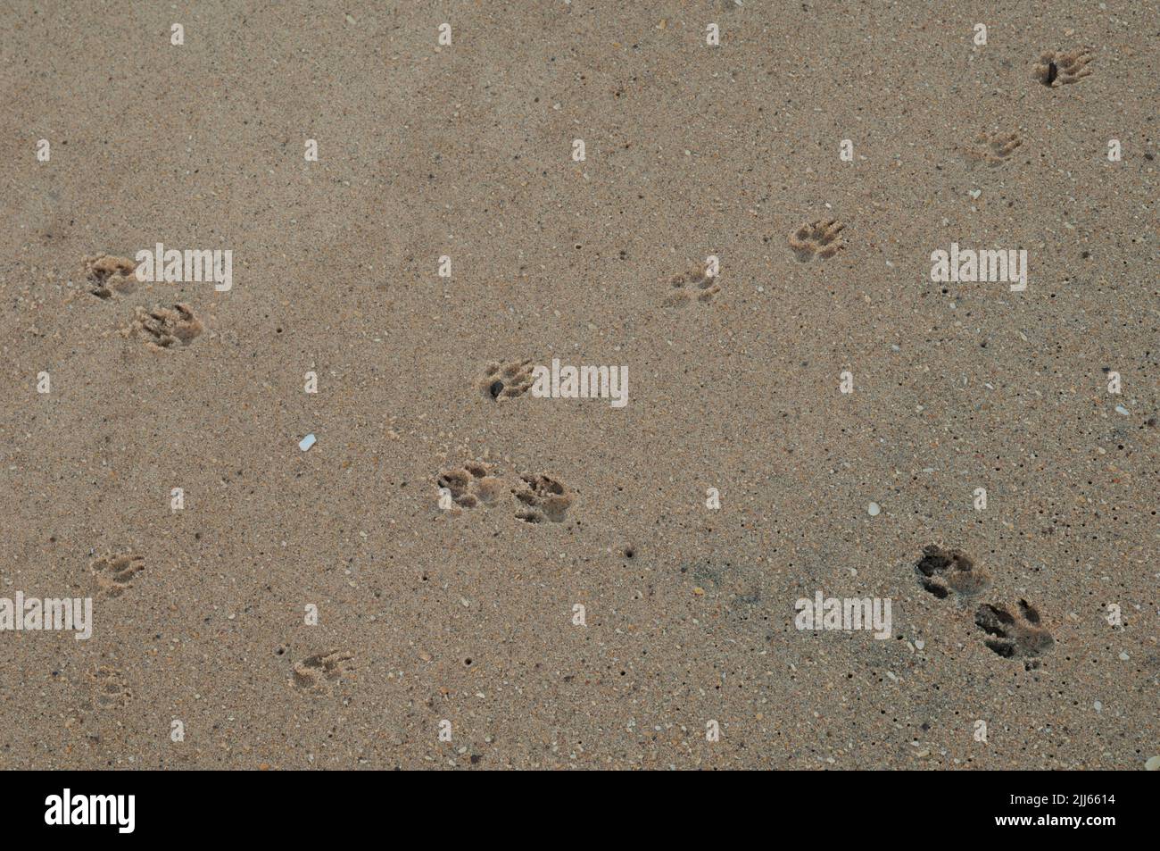 Tracce di canid sulla sabbia. Riserva naturale di Popenguine. Thi. Senegal. Foto Stock
