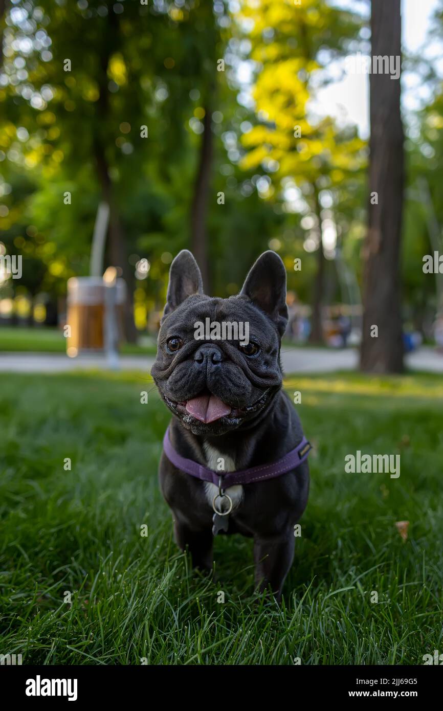 Il cane nero si è bloccato fuori la sua lingua e guardato intorno nel parco il bulldog francese obbedì al comando di sedersi Foto Stock