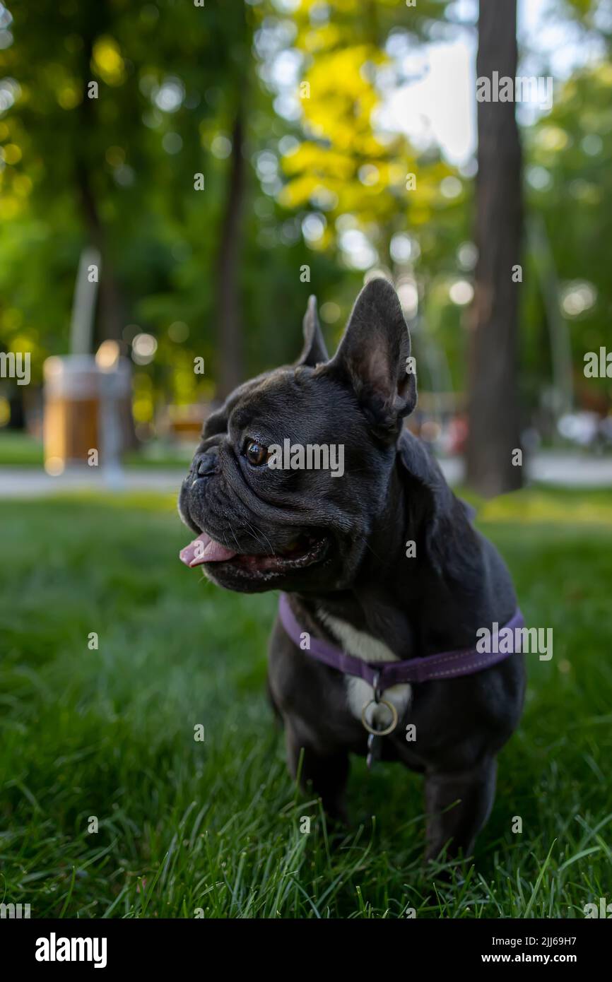 Il cane nero si è bloccato fuori la sua lingua e guardato intorno nel parco il bulldog francese obbedì al comando di sedersi Foto Stock