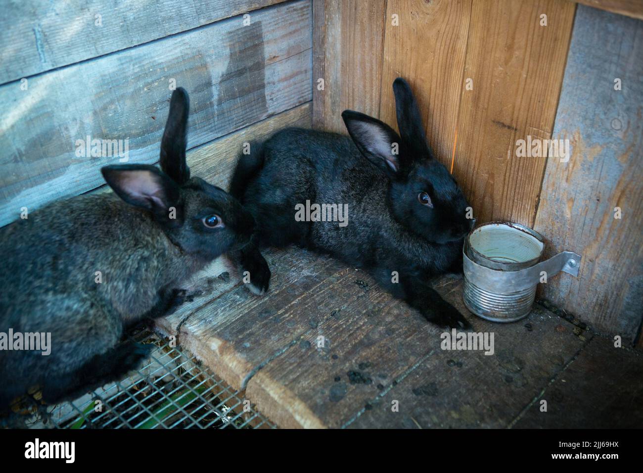 Capodanno con animali domestici. Coniglio simbolo di 2023 nella sua gabbia. Foto Stock