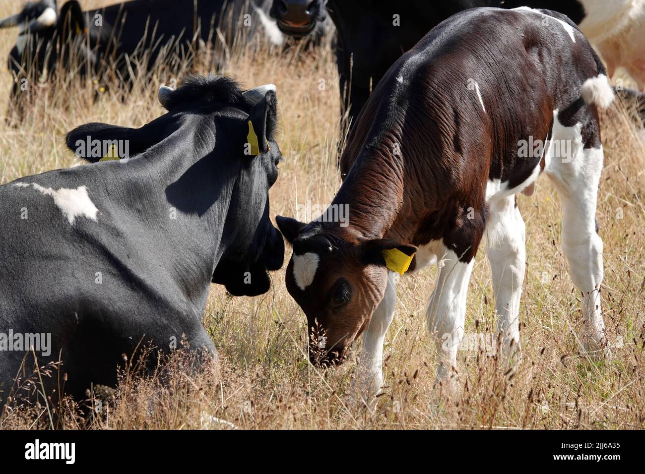 Vitello e vacca. Madre e bambino si contattano. Il proprietario crede nelle mucche naturali e non rimuove le loro corna. Il vitello ha un mantello rosso-nero. Foto Stock