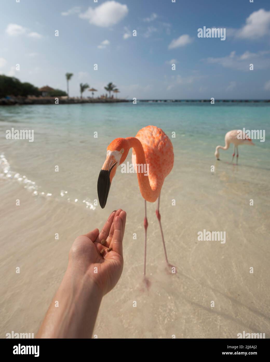Nutrire un fenicottero rosa scuro sulla spiaggia di Flamingo ad Aruba durante una giornata luminosa e soleggiata. Foto Stock