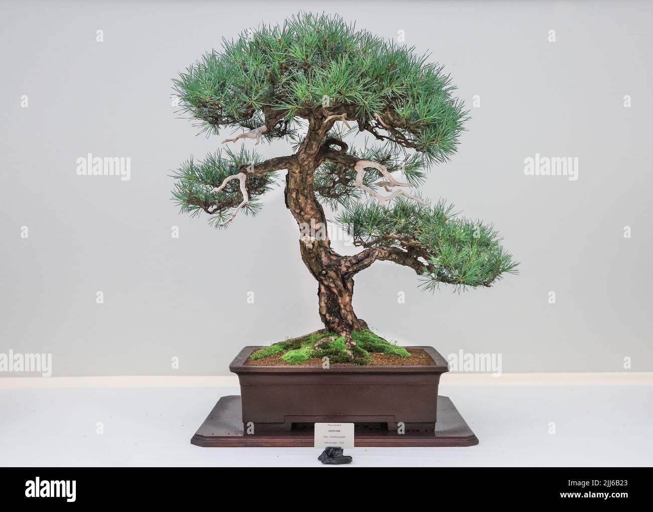 Pinus sylvestris, pino scozzese, bonsai tree in pot, spettacolo di bonsai del Derbyshire, spettacolo dei fiori di Hampton Court Foto Stock