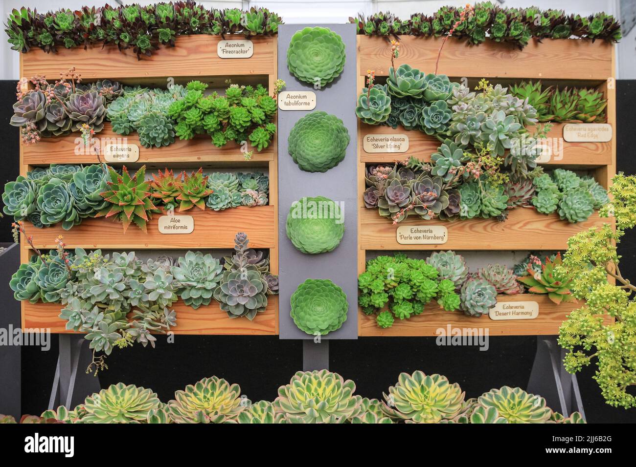 Giardino verticale succulento in mostra all'Hampton Court Palace Garden Festival, Regno Unito Foto Stock
