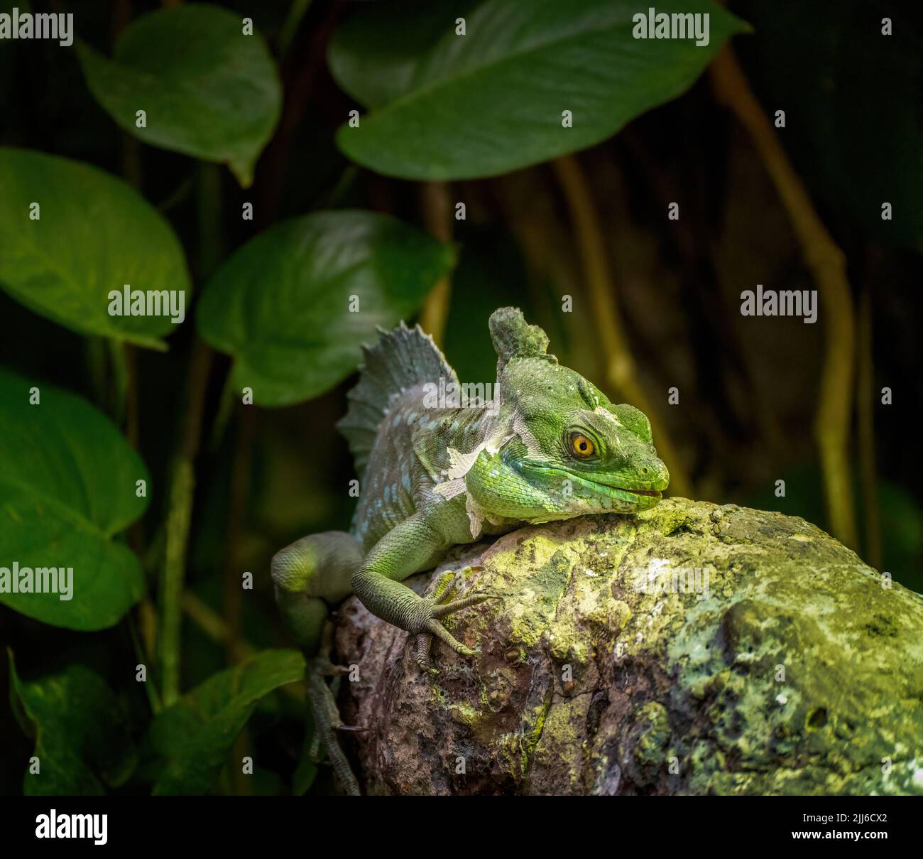 Lucertola rettile di basilisk argillata la sua pelle o l'ecdisi nel suo habitat naturale, aka il basilisk verde, il basilisk a doppia cresta, o Gesù Cristo l Foto Stock
