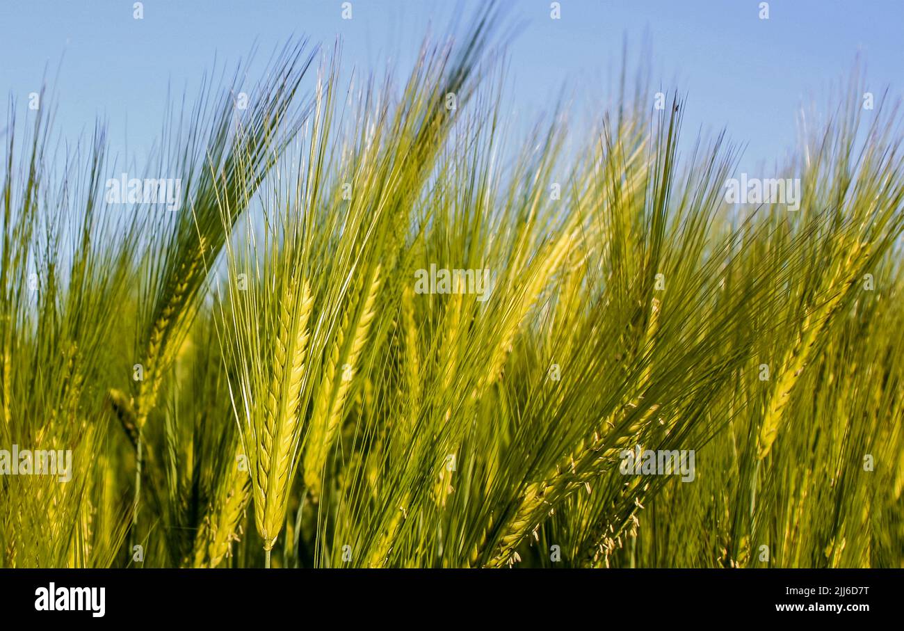Orecchie verdi di orzo nel campo Foto Stock